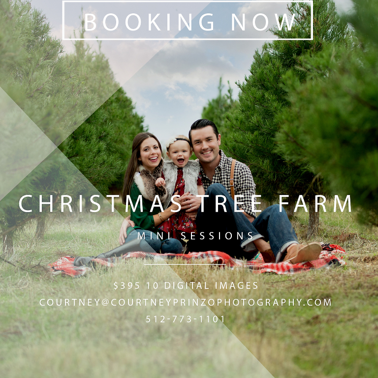 christmas tree farm mini sessions