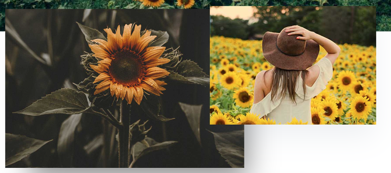 wildflower mini sessions